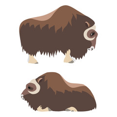 Vector illustration of standing and lying musk ox isolated on white background - obrazy, fototapety, plakaty