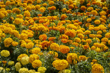 Luxurious flower bed of yellow and orange Marigold flowers (Tagetes erecta, Mexican, Aztec or African marigold). Sunny day. Natural light.