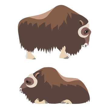 Vector illustration of standing and lying musk ox isolated on white background