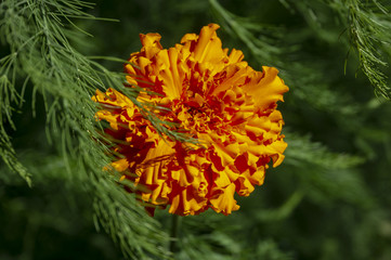 Close-up of orange head of Marigold flowers (Tagetes erecta, Mexican, Aztec or African marigold) on green blurred background of summer plants.