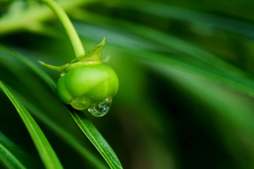Thevetia peruviana or yellow oleander or lucky nuts with water droplet after raining in a garden...