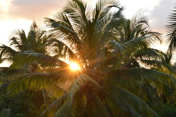 sunset tropical