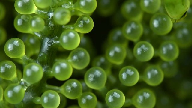 fresh Sea grapes 