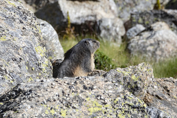 Marmotta