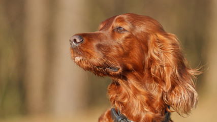 Irish Red Setter