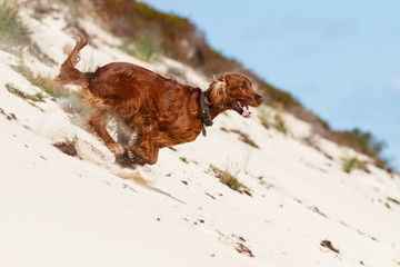 Irish Red Setter