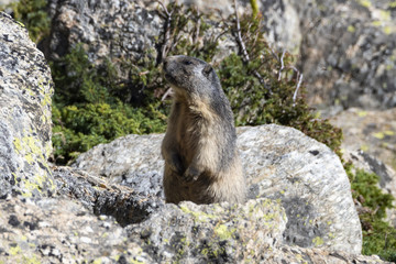 Marmotta