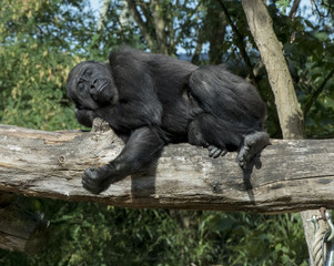 sleeping gorilla