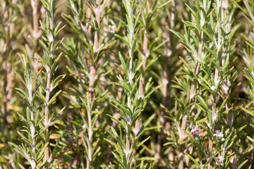 rosemary leafs backround