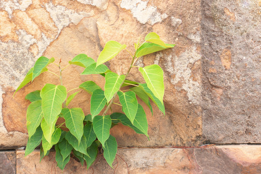 Bohd tree (Ficus religiosa) Growing from the wall