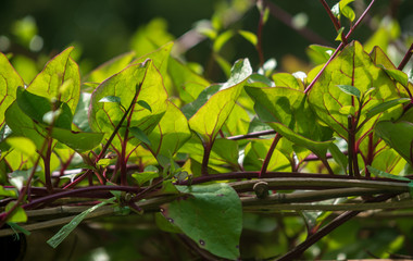  leaf green nature food  background