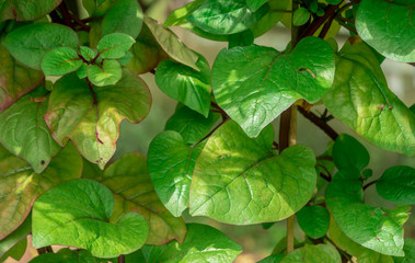  leaf green nature food  background