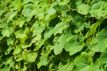  leaf green nature food  background