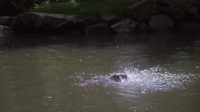 goosander mergus merganser cleaning in water in slow motion 100fps