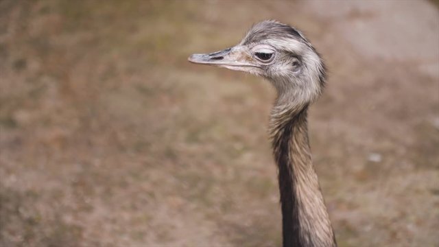 head of the ostrich looking around 50fps