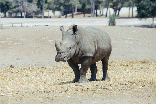 great rhino standing or walking alone