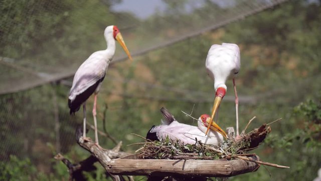 the yellow-billed stork building nest 50fps