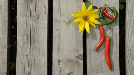 grafika natura kwiaty © Magorzata