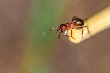 lone ant close-up