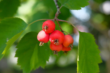 Many small red paradise apples on the apple tree branch. Autumn harvesting concept.