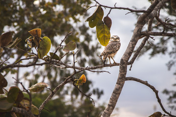 It's a front view from a Burrowing owl looking to the camera. In this photo: A owl in a tree, a grey sky, green leafs and a peaceful wildlife animal.