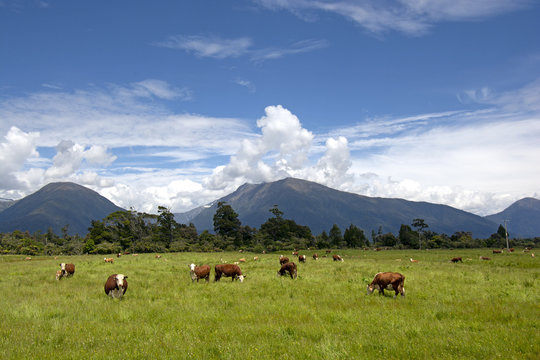 Cows in the fiels in front with mountains on the background