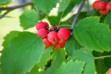 Obraz premium Sweet and juicy red paradise apples hanging on a tree in garden. Cultivation of organic fruits.