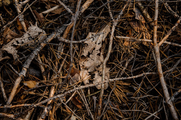 Textured background of the beginning autumn forest floor