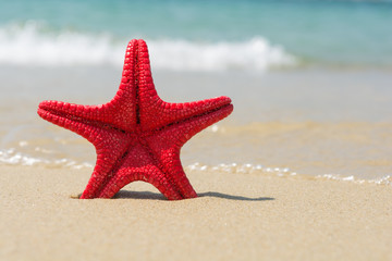 Fototapeta na wymiar Red starfish on the beach