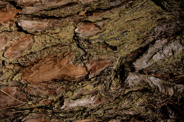 Textured background of a green brown tree bark in the autumn forest
