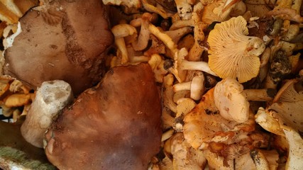 sfondo con funghi porcini e finferli