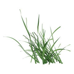 3D Rendering Grass Clump on White
