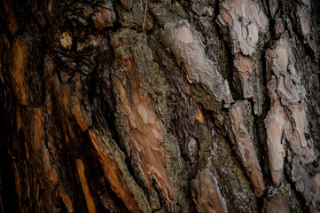 Textured background of a naturally ornate brown tree bark in the autumn forest