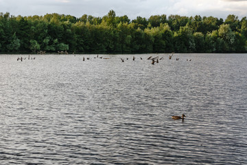 See mit Ente im Dortmunder Naturschutzgebiet