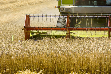 Fototapeta na wymiar Harvesting grain