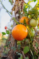 Ripe yellow tomatoes on a bush in the garden