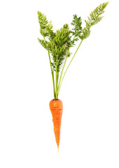 Fresh ripe carrots on a white background