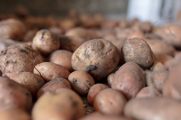 Potato harvest in the cellar as a background