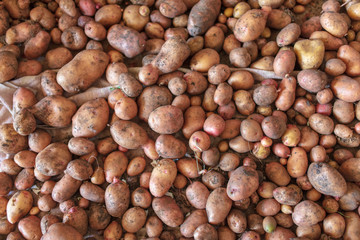 Potato harvest in the cellar as a background