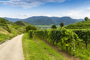 Obraz premium Scenic View into the Wachau with the river Danube. Spitz. Austria.