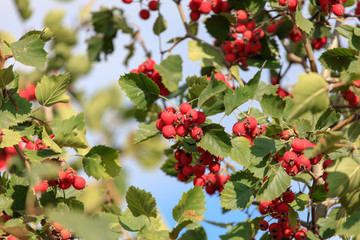 Red hawthorn berries on the branches of a tree