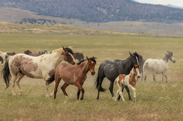 Wild Horses in the Utah Desert in Summer