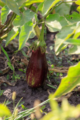Eggplant on the plant in the garden
