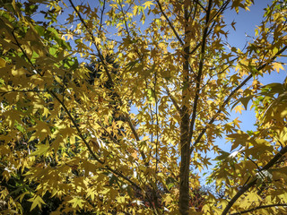 Autumn yellow and gold leaves Liquidambar styraciflua, Amber tree against the blue sky.