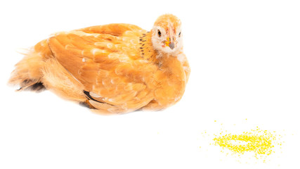 Portrait of an orange chick on a white background