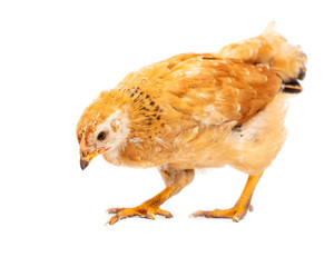 Portrait of an orange chick on a white background