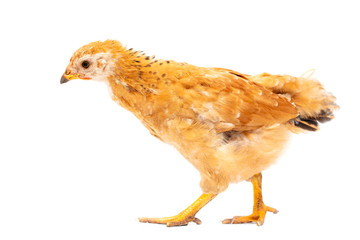 Portrait of an orange chick on a white background