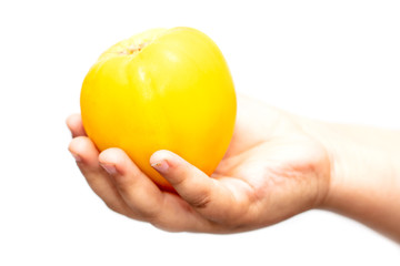 Yellow tomato in hand on a white background