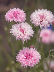 Beautiful pink flower growing in the park
