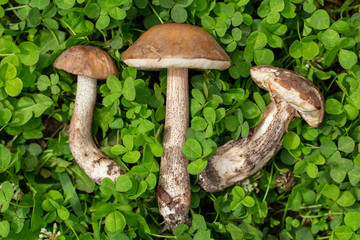 Edible wild mushroom lies on the green grass